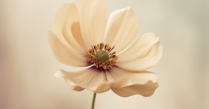 Face Reality Peels for Acne